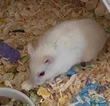 Hamster rodents Hamsters - Advert 1