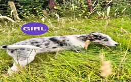 Border Collie dogs for sale: Border Collie pups looking for their forever home - Image 7