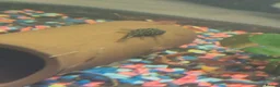 Other/Mixed Breed fish for sale: Mixed tropical fish available please read in Poole - Advert 5