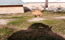 Mixed Breed dogs for adoption: MARA - a Beautiful Little Girl, for a Loving Home - Image 5