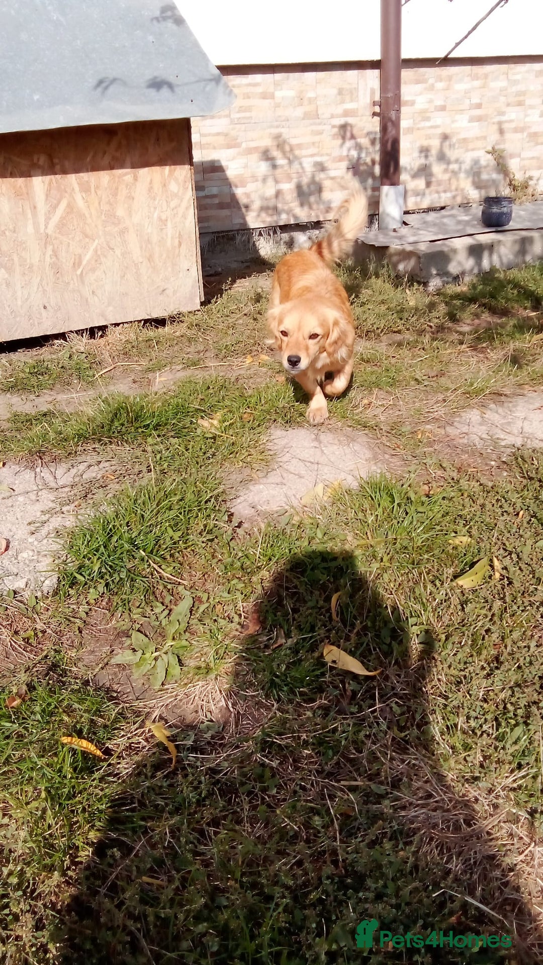 Mixed Breed dogs for adoption: MARA - a Beautiful Little Girl, for a Loving Home - Image 5