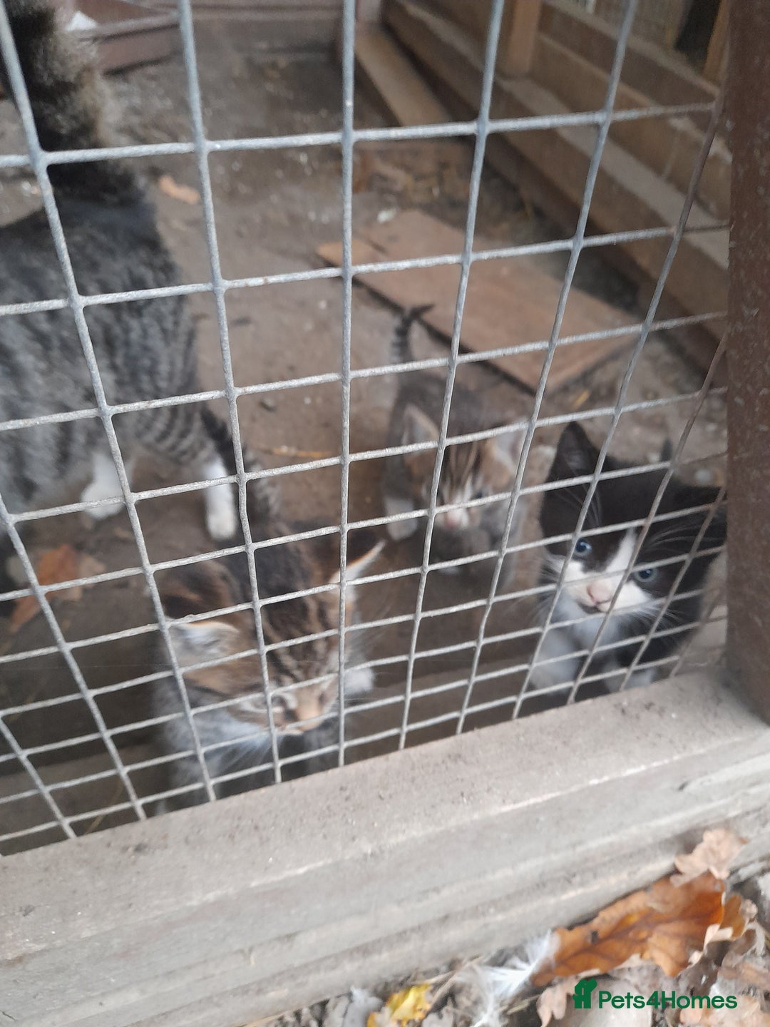 Aegean cats for sale: Agean x Kittens for sale - Image 23