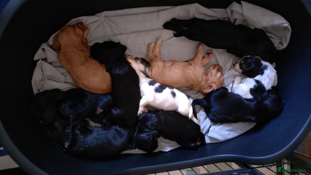 Cocker Spaniel dogs for sale: KC reg show cocker spaniel puppies - Image 1