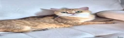 British Longhair cats for sale: British Longhair/Shorthair black golden shaded  - Advert 10