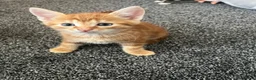 Mixed Breed cats for sale: 6 kittens for sale  - Advert 4