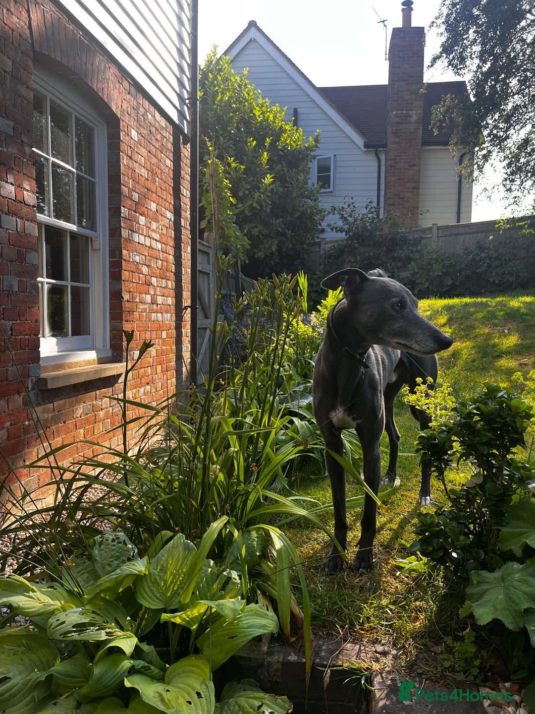 Whippet dogs for stud: Beautiful Blue Whippet Stud - Advert 3