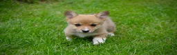 Welsh Corgi Pembroke dogs for sale: Pembroke corgi pups - Advert 5
