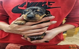 Miniature Dachshund dogs for sale: KC Registered Miniature Dachshund Puppies - Image 8