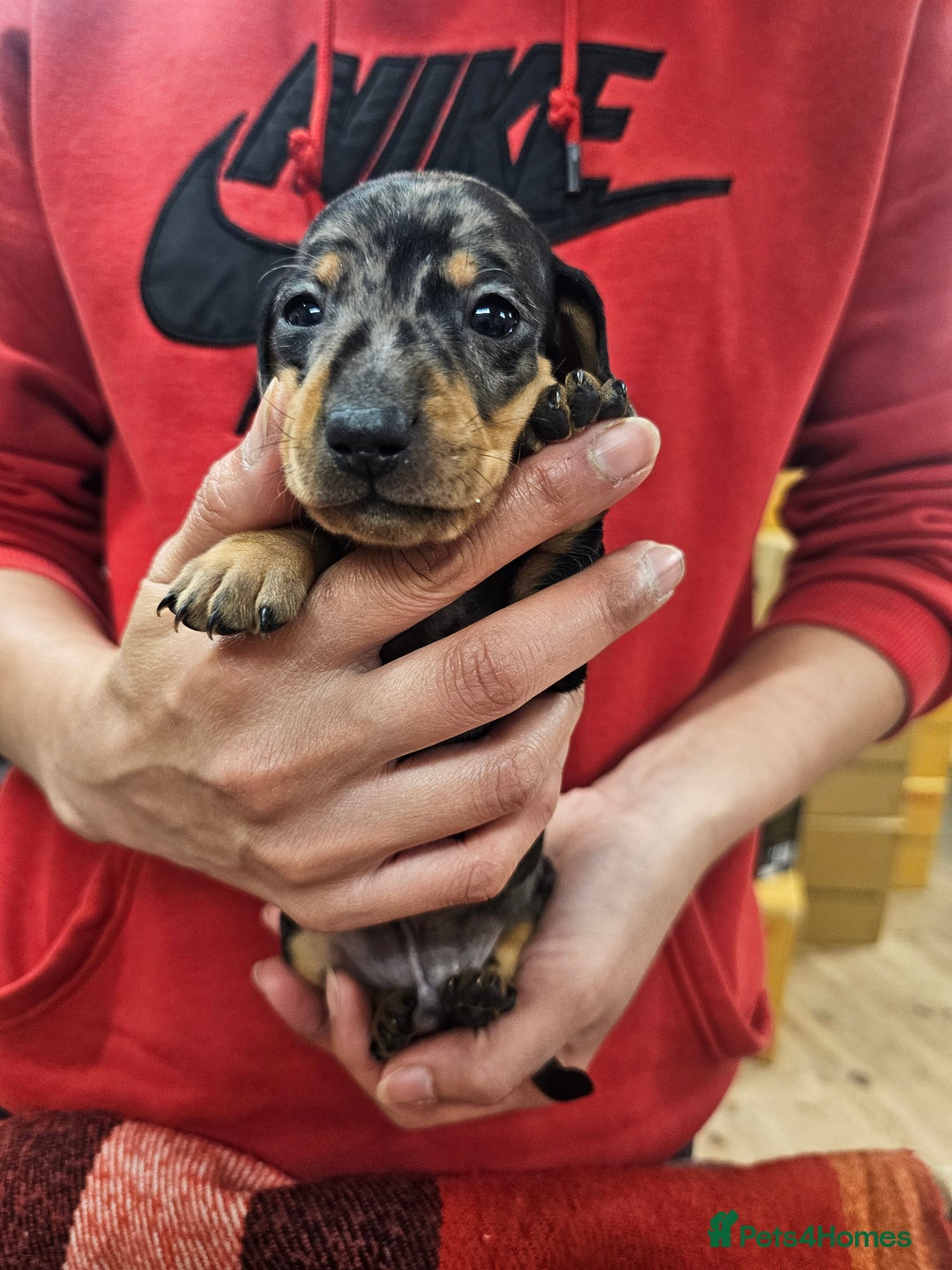 Miniature Dachshund dogs for sale: KC Registered Miniature Dachshund Puppies - Image 8
