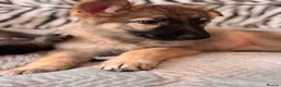 German Shepherd dogs for sale: Beautiful German Shepard Puppies - Advert 13