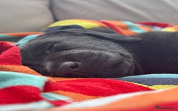 Labrador Retriever dogs for sale: KC Reg Pups, Excellent Pedigree, Ready This Week - Image 5