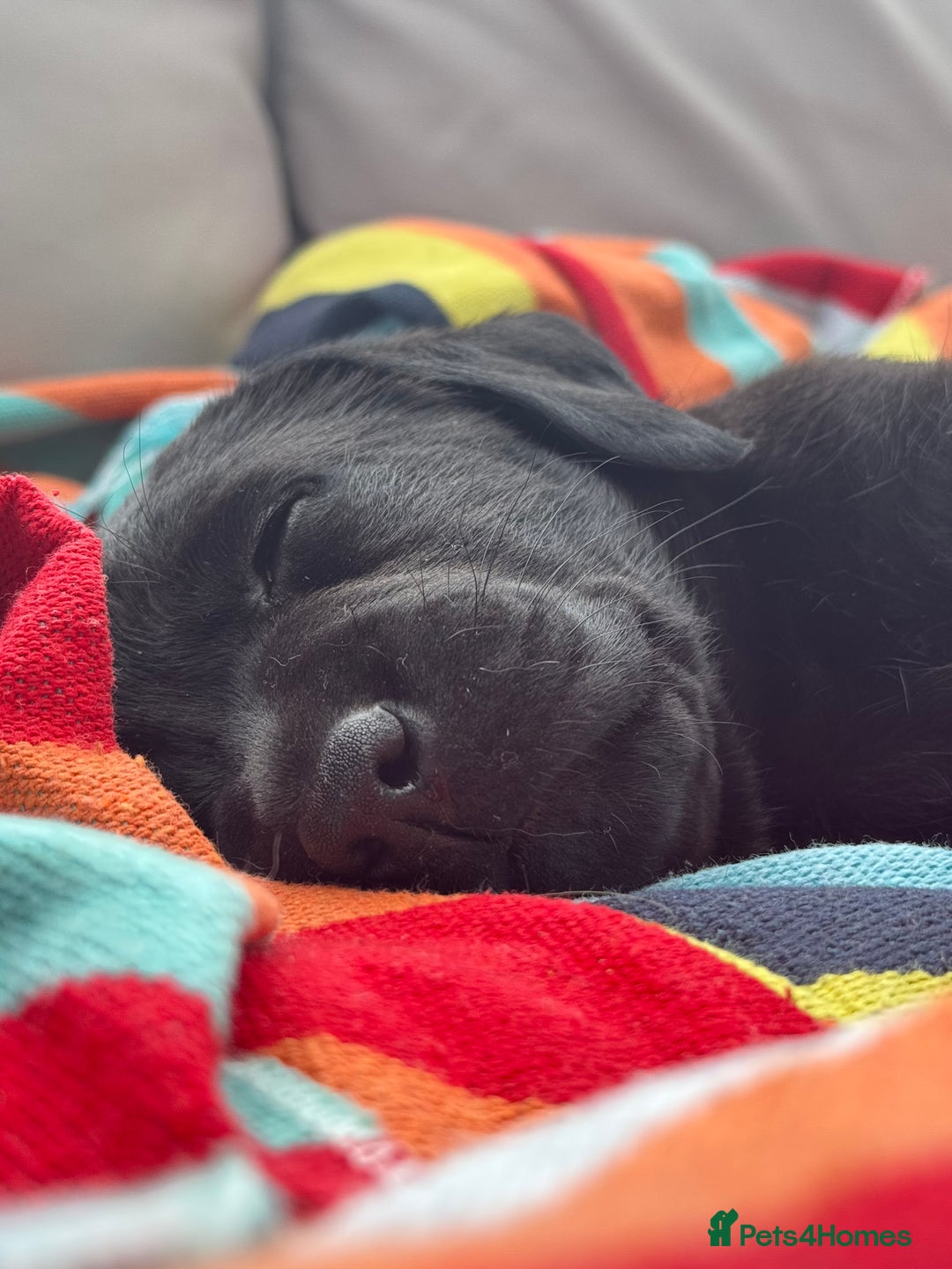 Labrador Retriever dogs for sale: KC Reg Pups, Excellent Pedigree, Ready This Week - Image 5