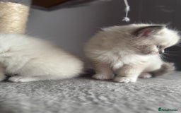 Ragdoll cats for sale: Blue Point kitten Ragdoll - Image 7