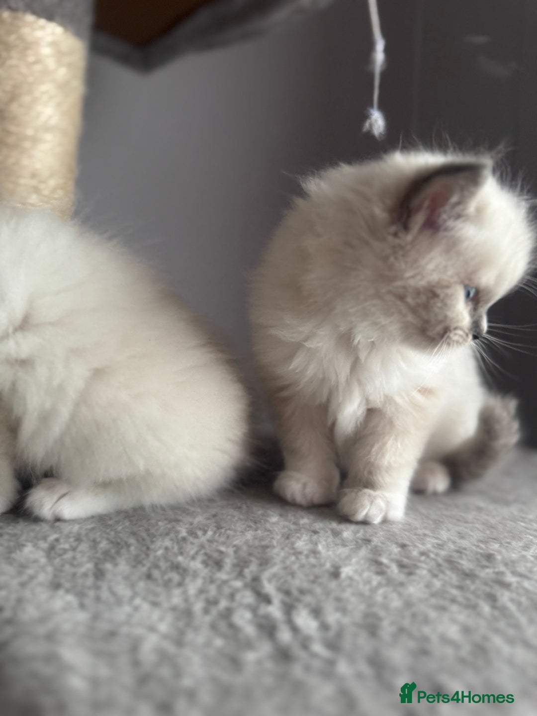 Ragdoll cats for sale: Blue Point kitten Ragdoll - Image 7