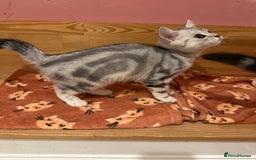 British Shorthair cats for sale: Silver Tabby BSH GCCF registered Kittens - Image 8