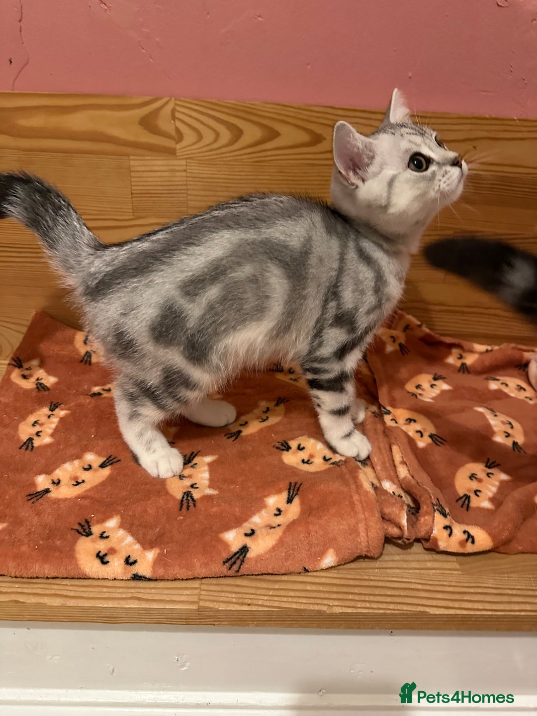 British Shorthair cats for sale: Silver Tabby BSH GCCF registered Kittens - Image 8