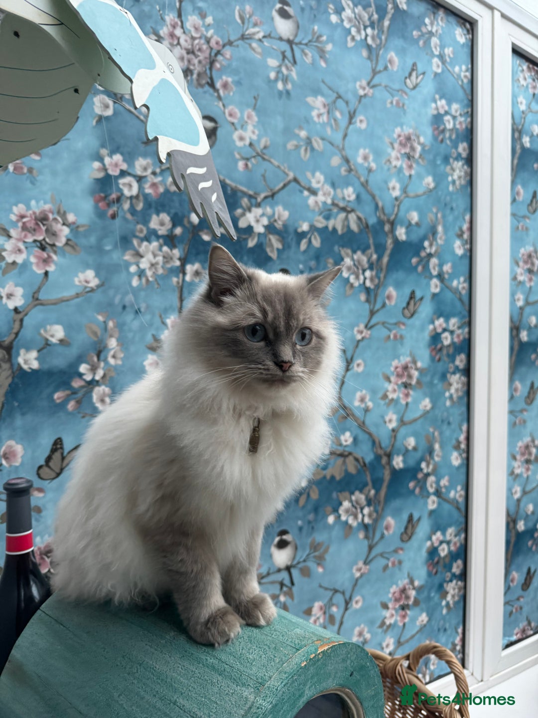 Ragdoll cats for sale: 2 Ragdoll babies available… NOW  - Advert 2