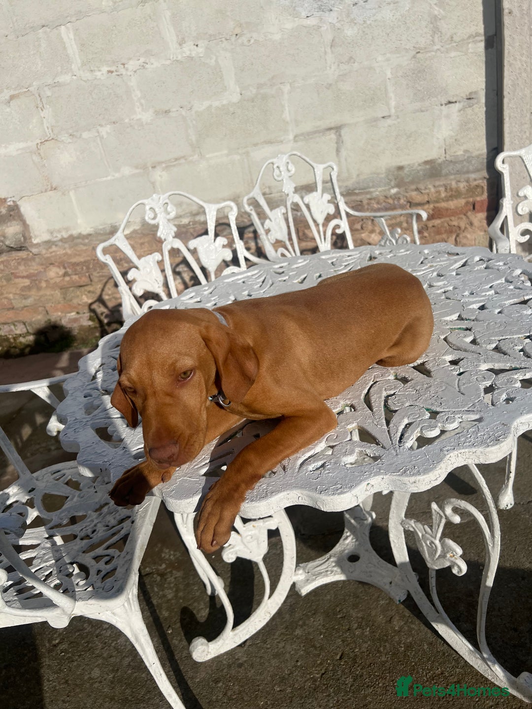 Hungarian Vizsla dogs for sale: 2 female Hungarian vizslas 17 weeks old - Image 8