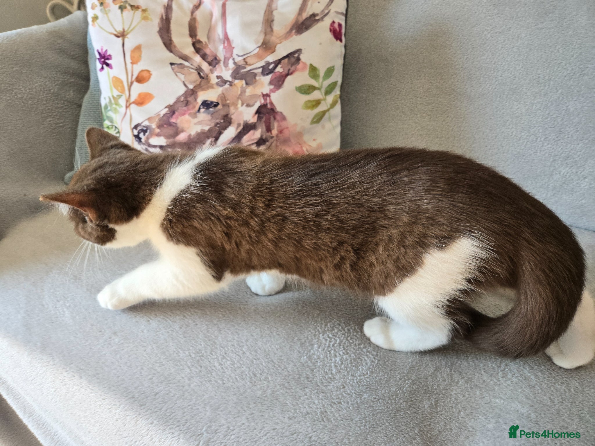 British Shorthair cats for sale: ❤️REDUCED TICA REG❤️ - Advert 11