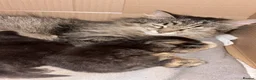 British Longhair cats for sale: 3 gorgeous kittens for sale  - Advert 9