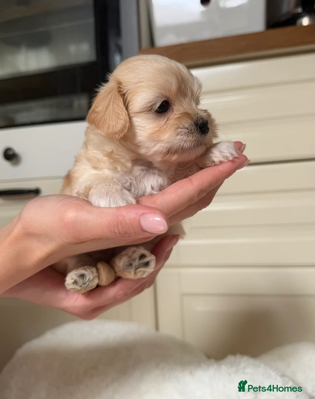 Maltipoo dogs for sale: *** Adorable Korean Maltipoo Babies *** - Advert 34