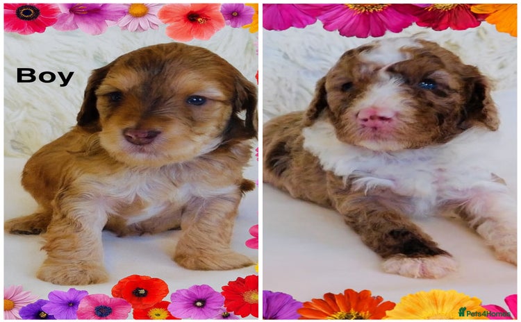 Cockapoo dogs DNA TESTED Last 2 boys READY NOW ❤️ - Advert 2