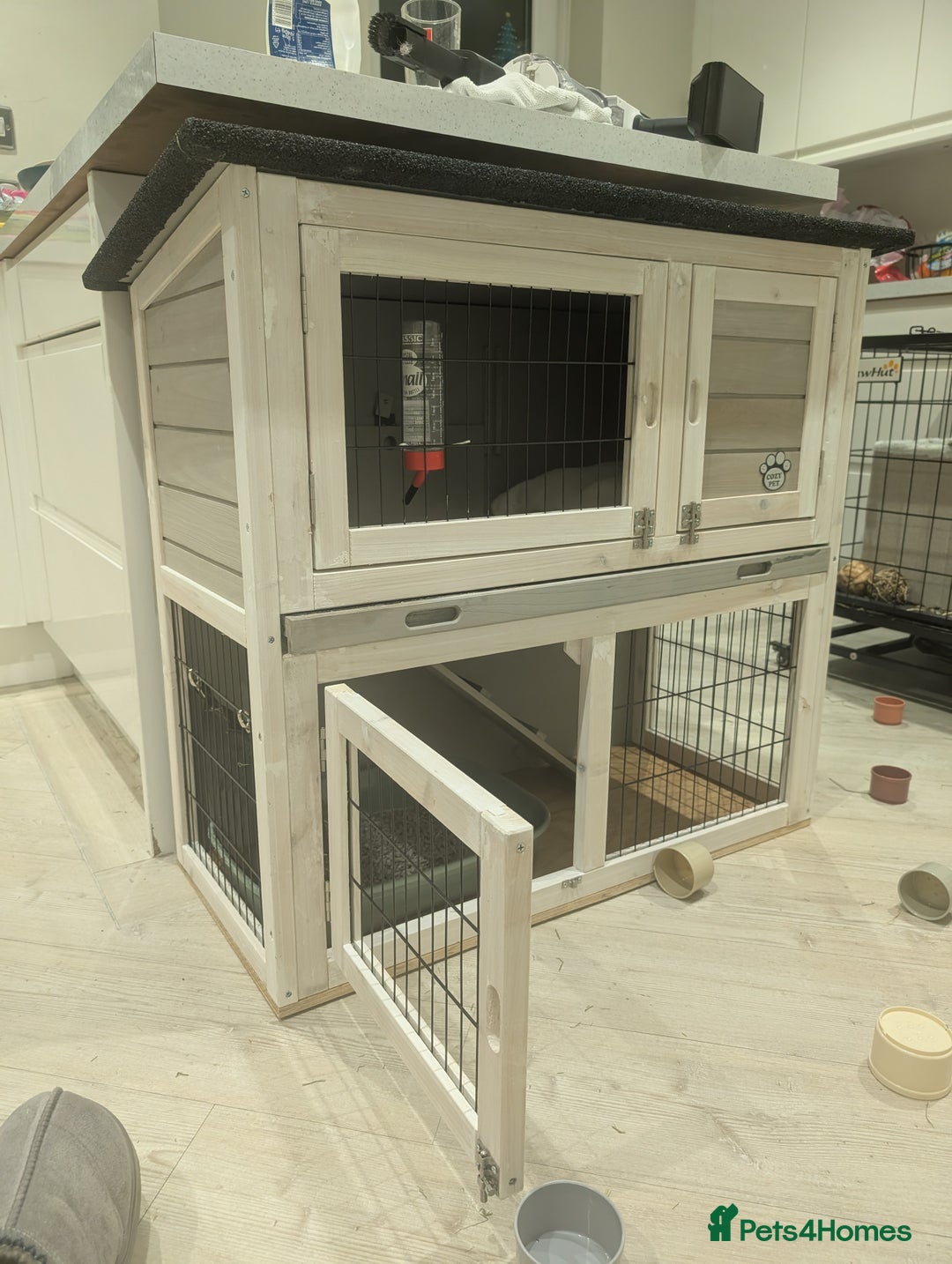 Lionhead rabbits for sale: Lionhead x Flemish boy - Price with everything!  - Advert 2