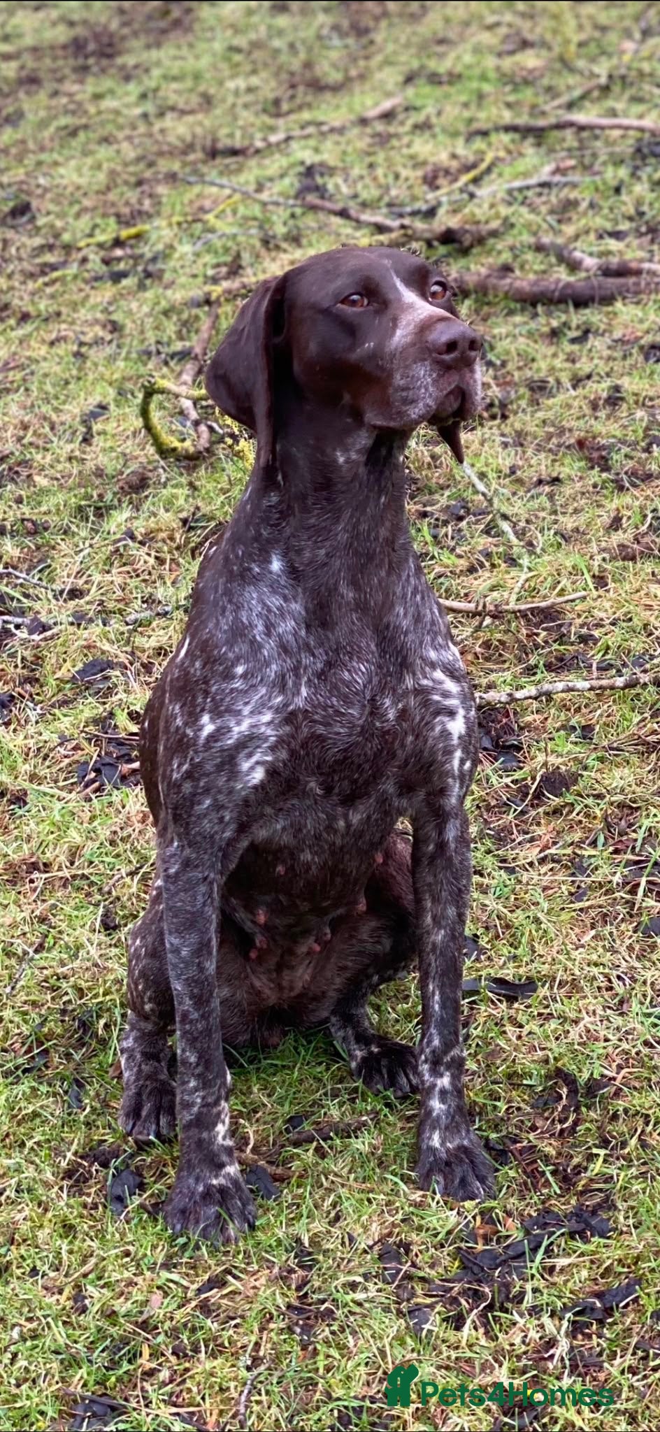 German Shorthaired Pointer dogs Beautiful German Shorthaired Pointer Pups - Advert 2