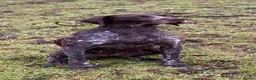 German Shorthaired Pointer dogs for sale: 1 Beautiful German Shorthaired Pointer Pup - Advert 11