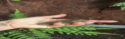 Frog reptiles for sale: Whites tree frogs x6 with terrarium  - Advert 6