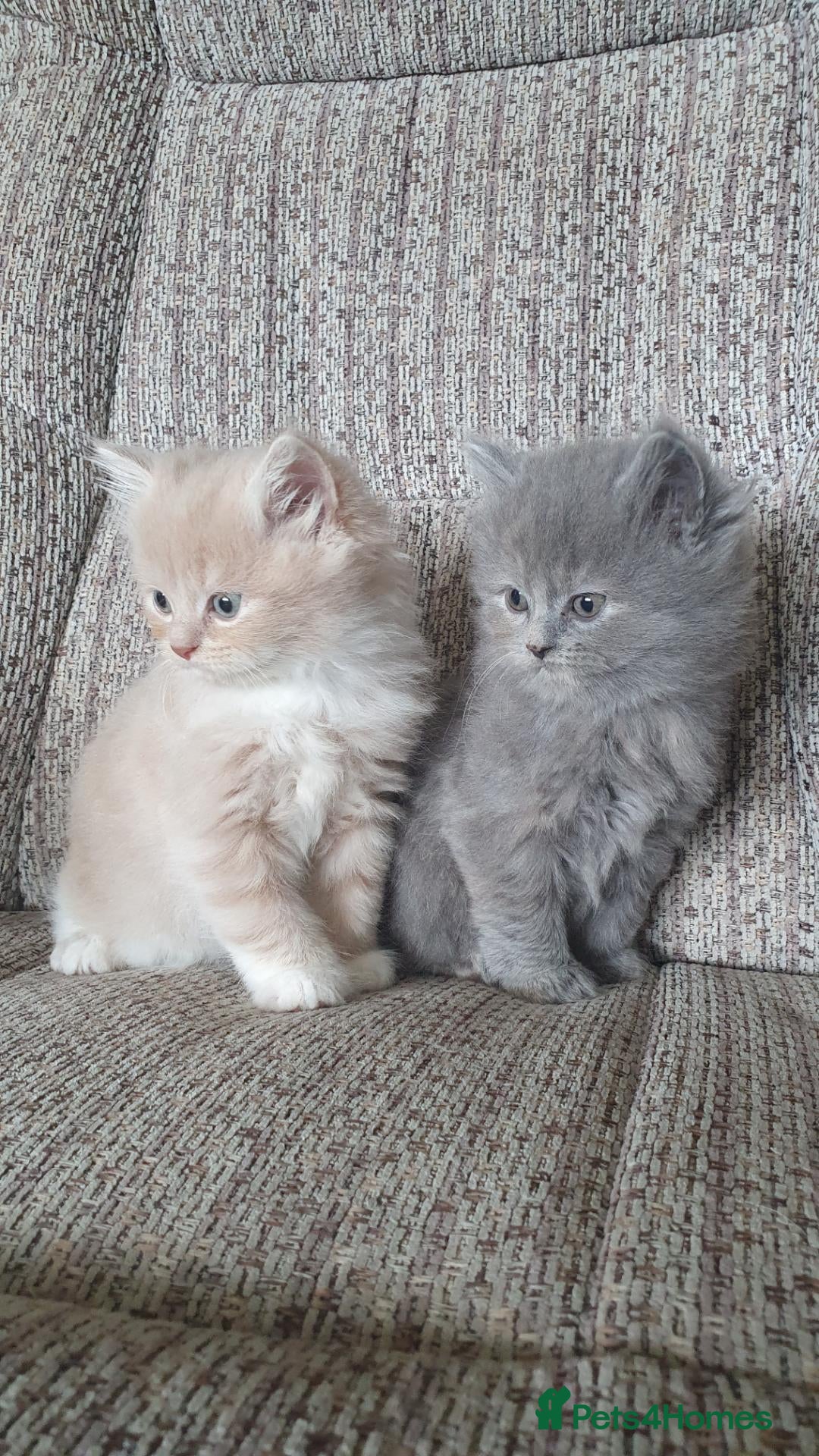 British Longhair cats Beautiful long haired kittens - Advert 1