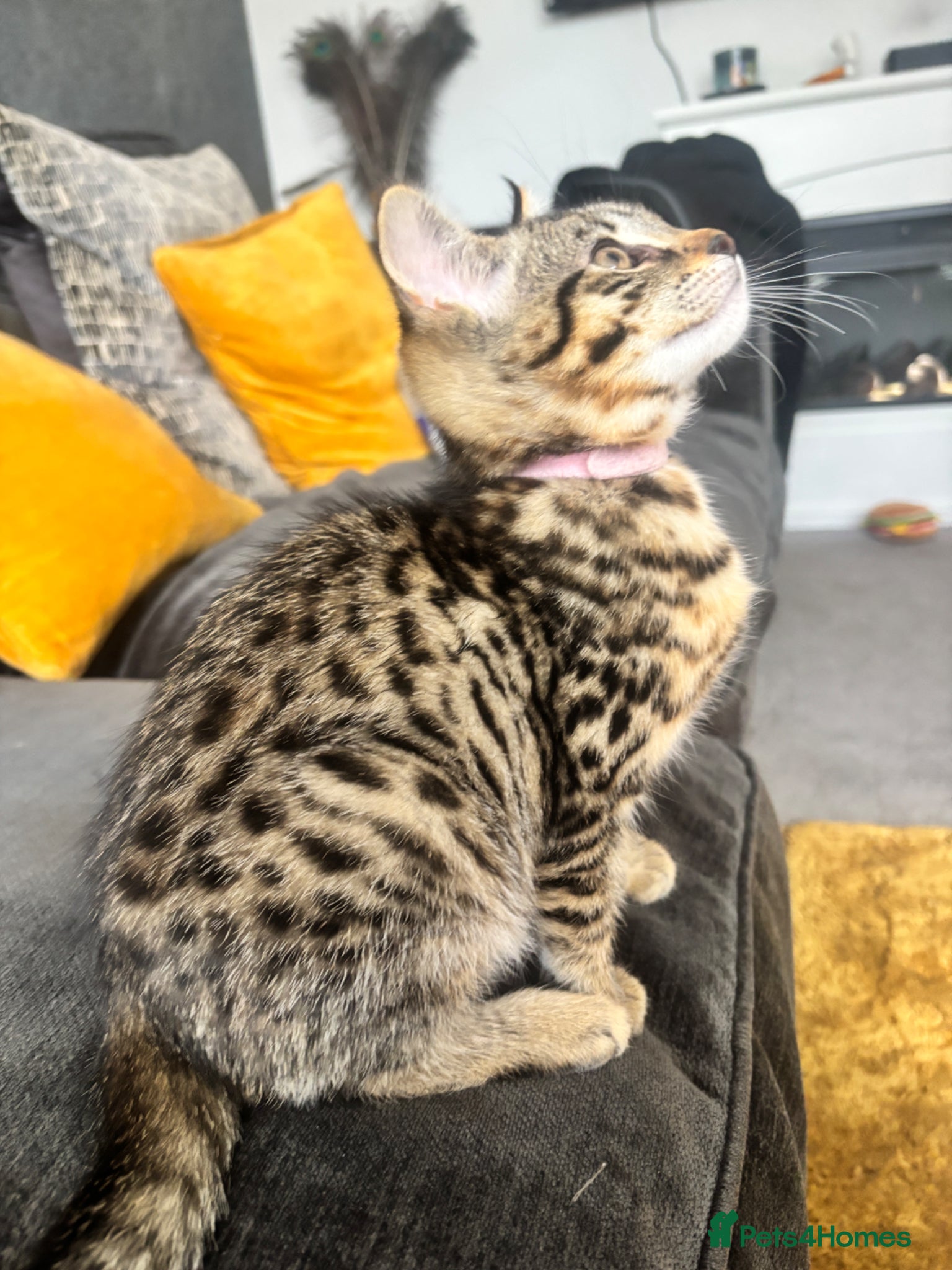 Savannah cats F3 Exceptional Savannah F3Kittens Rare Markings 🔥 - Advert 2