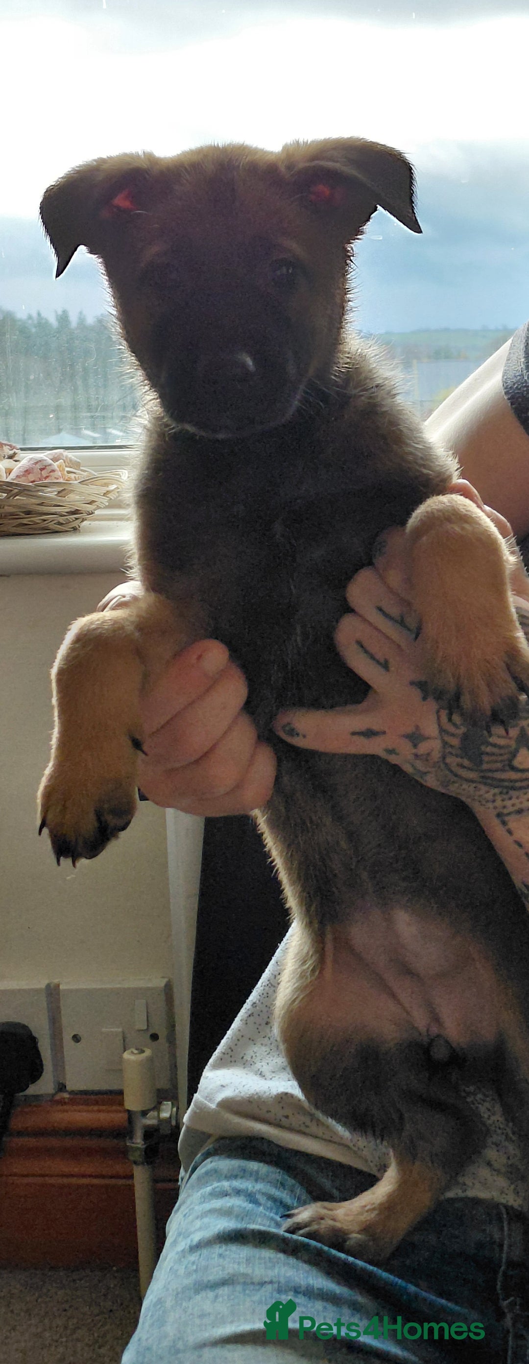 Belgian Shepherd Dog dogs for sale:  beautiful belgain mali only 1 left - Advert 4