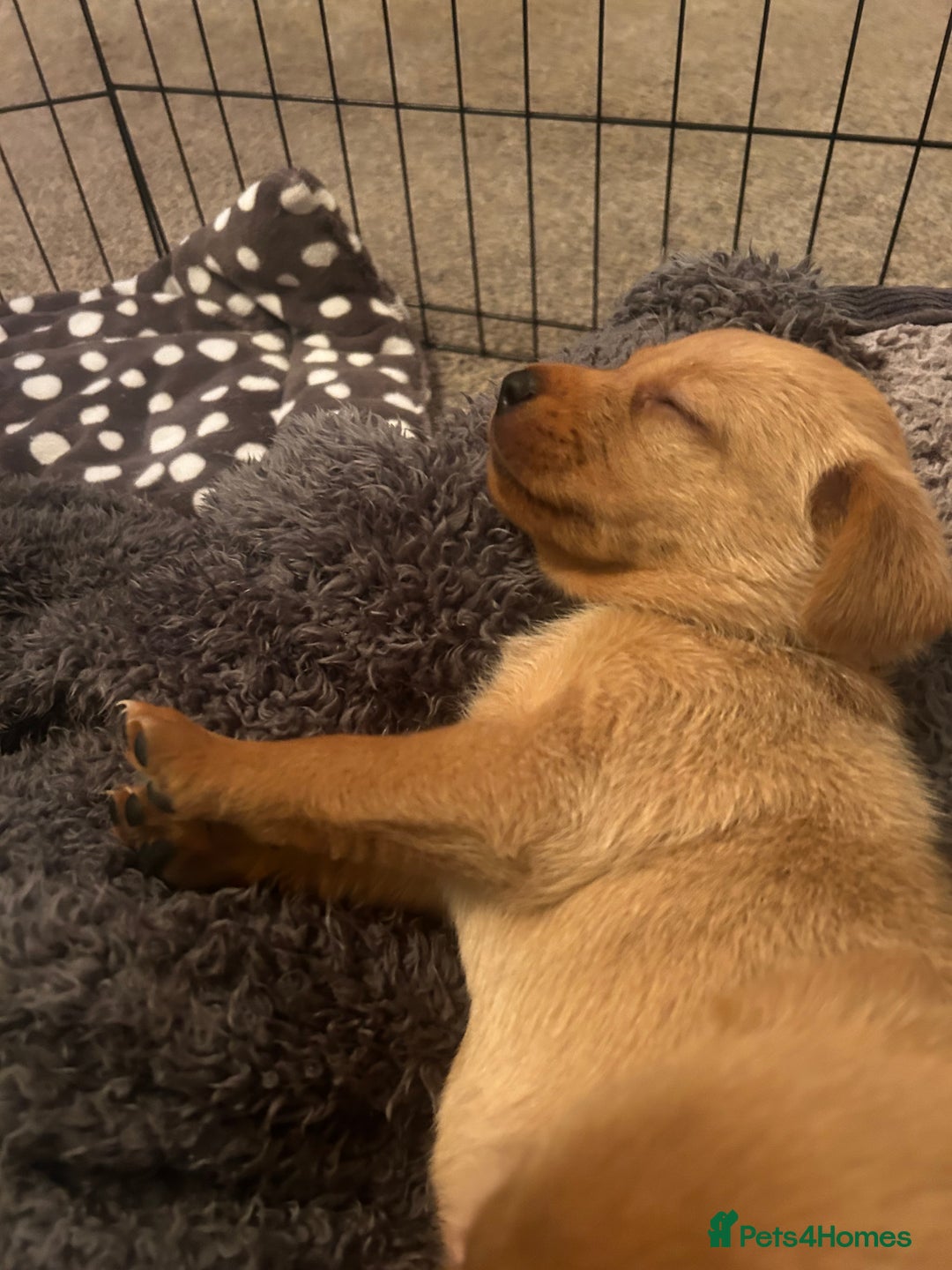 Labrador Retriever dogs for sale: Red fox Labrador puppies  - Advert 13