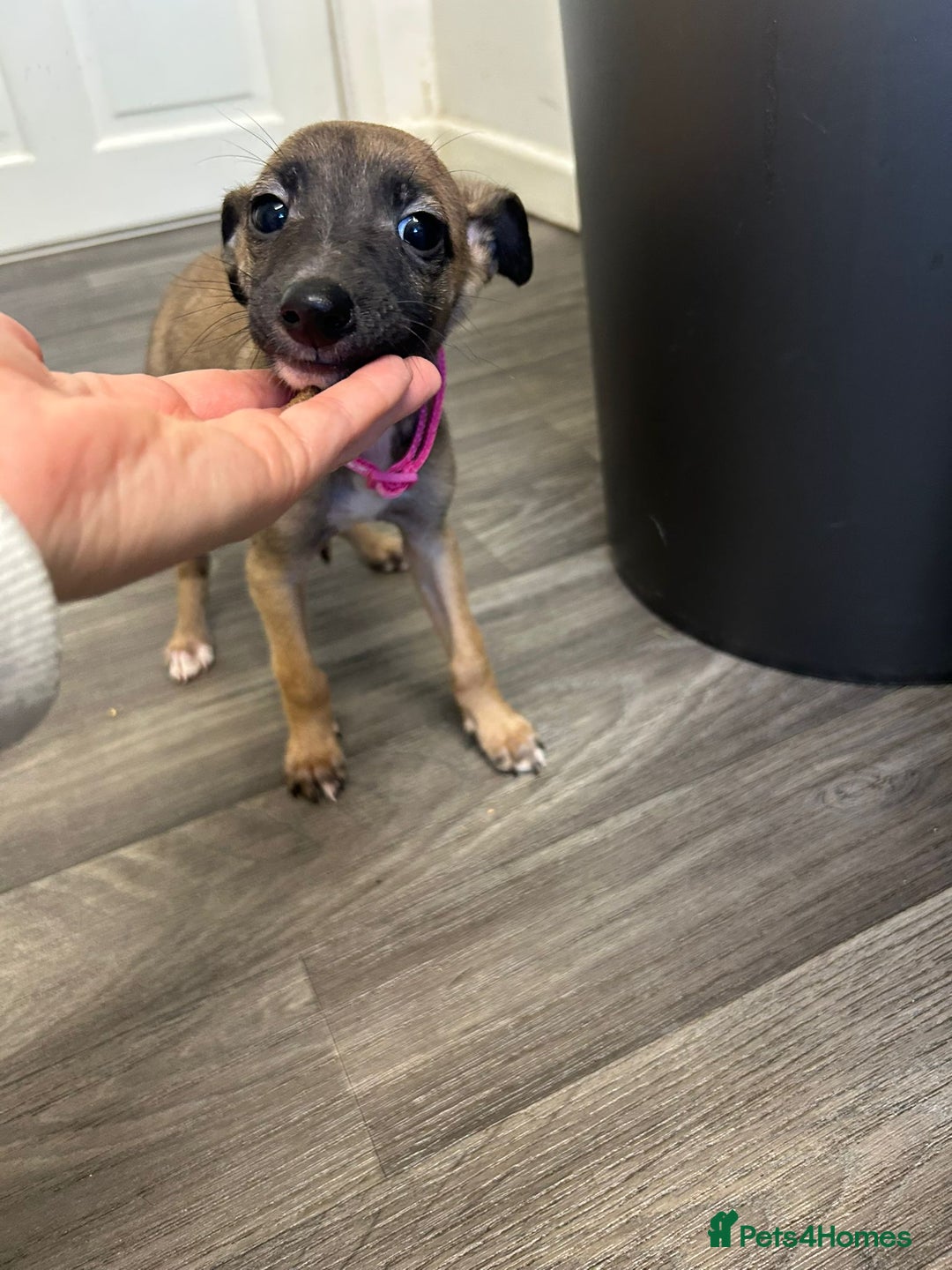 Whippet dogs for sale: Whippets for sale - Image 4