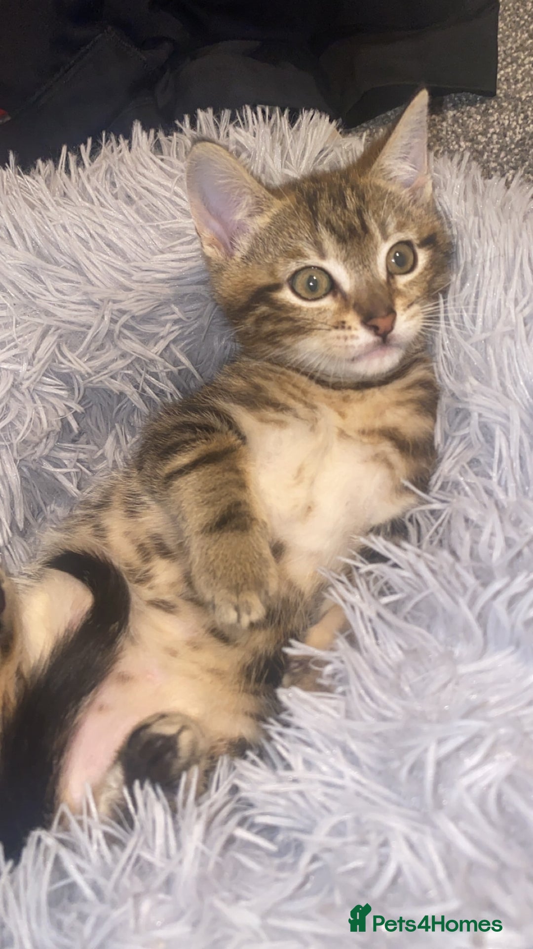 Mixed Breed cats for sale: Cute Brown kitten - Advert 4