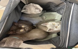 British Shorthair cats for sale: Rare Coloured British Shorthair kittens - Image 19
