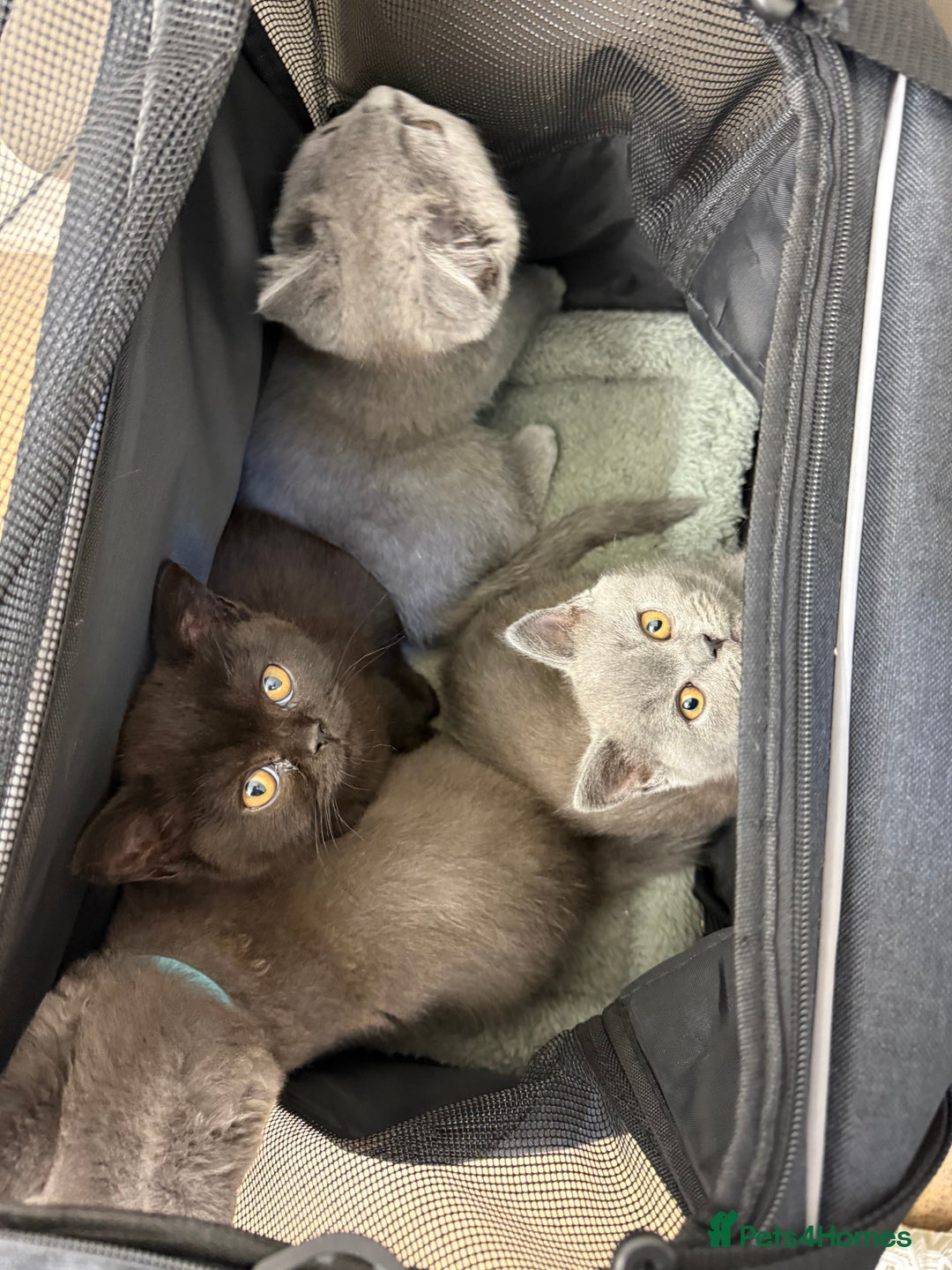 British Shorthair cats for sale: Rare Coloured British Shorthair kittens - Image 19