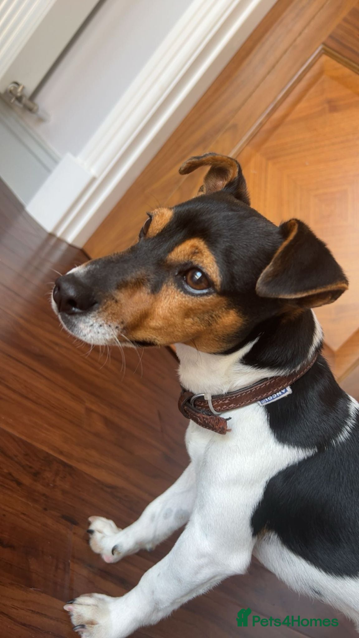 Jack Russell dogs Jack Russell tri color miniature smooth coat stud - Advert 1