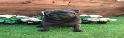 Pug dogs for sale: Pup Puppies - Advert 12