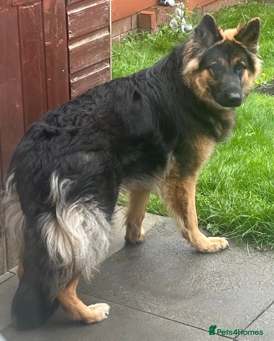 German Shepherd dogs for sale: Beautiful girl - Image 4