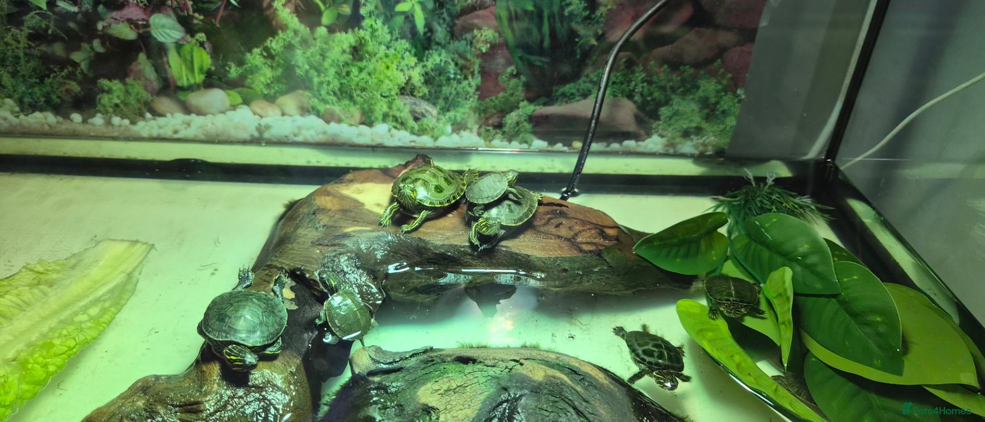 Turtle reptiles Painted turtles for sale - Advert 1