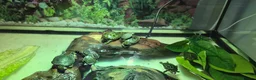 Turtle reptiles for sale: Painted turtles for sale - Advert 1