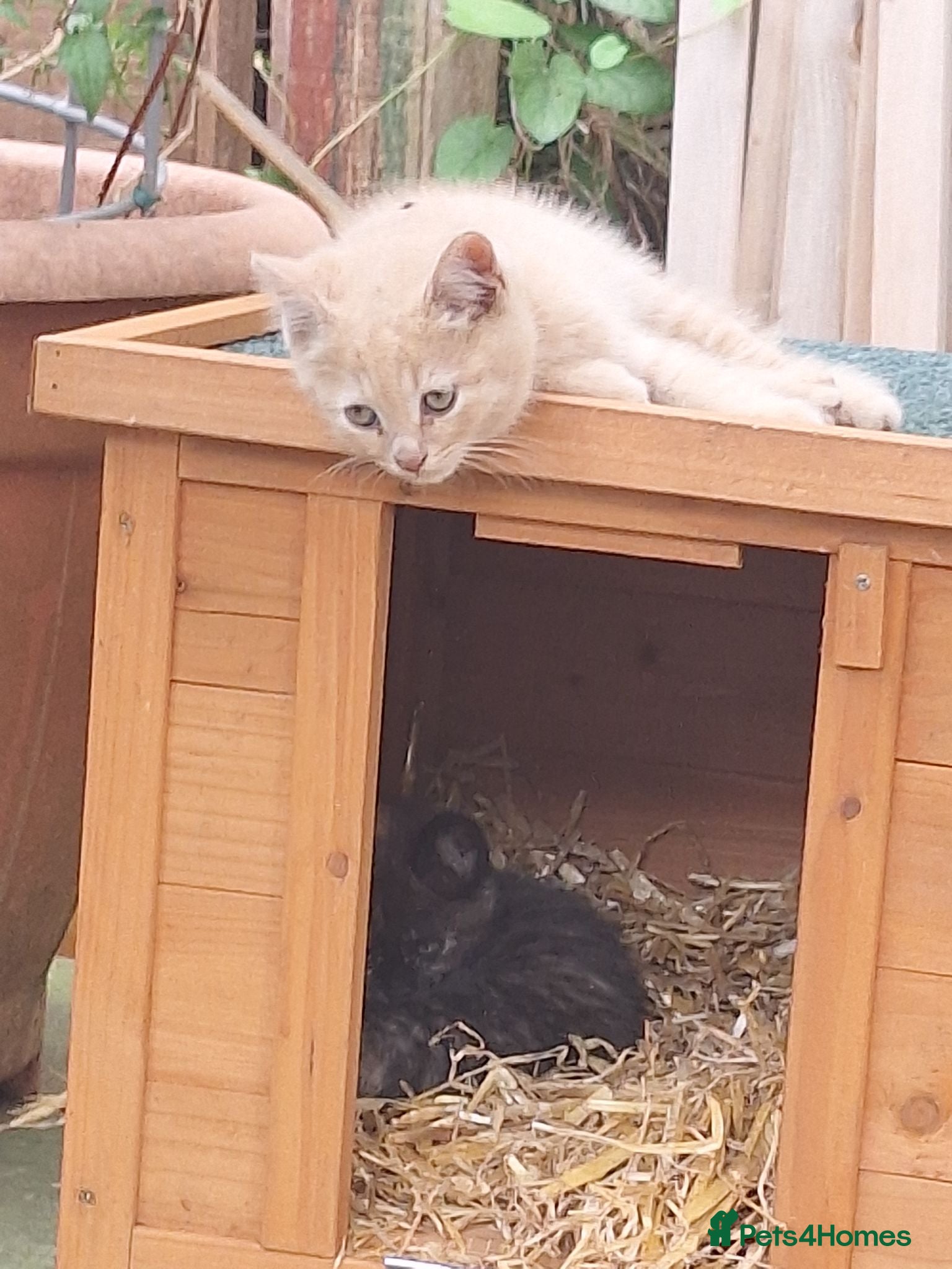 Mixed Breed cats Sweet British shorthair cross bengal kittens - Advert 1