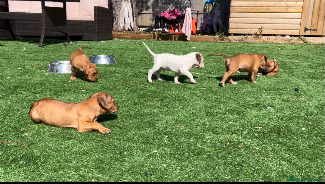 Staffordshire Bull Terrier dogs for sale: Amazing Red Staffordshire bullterrier puppies - Image 4