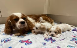 Cavalier King Charles Spaniel dogs for sale: Beautiful Cavalier Cross Maltese Puppies  - Advert 12