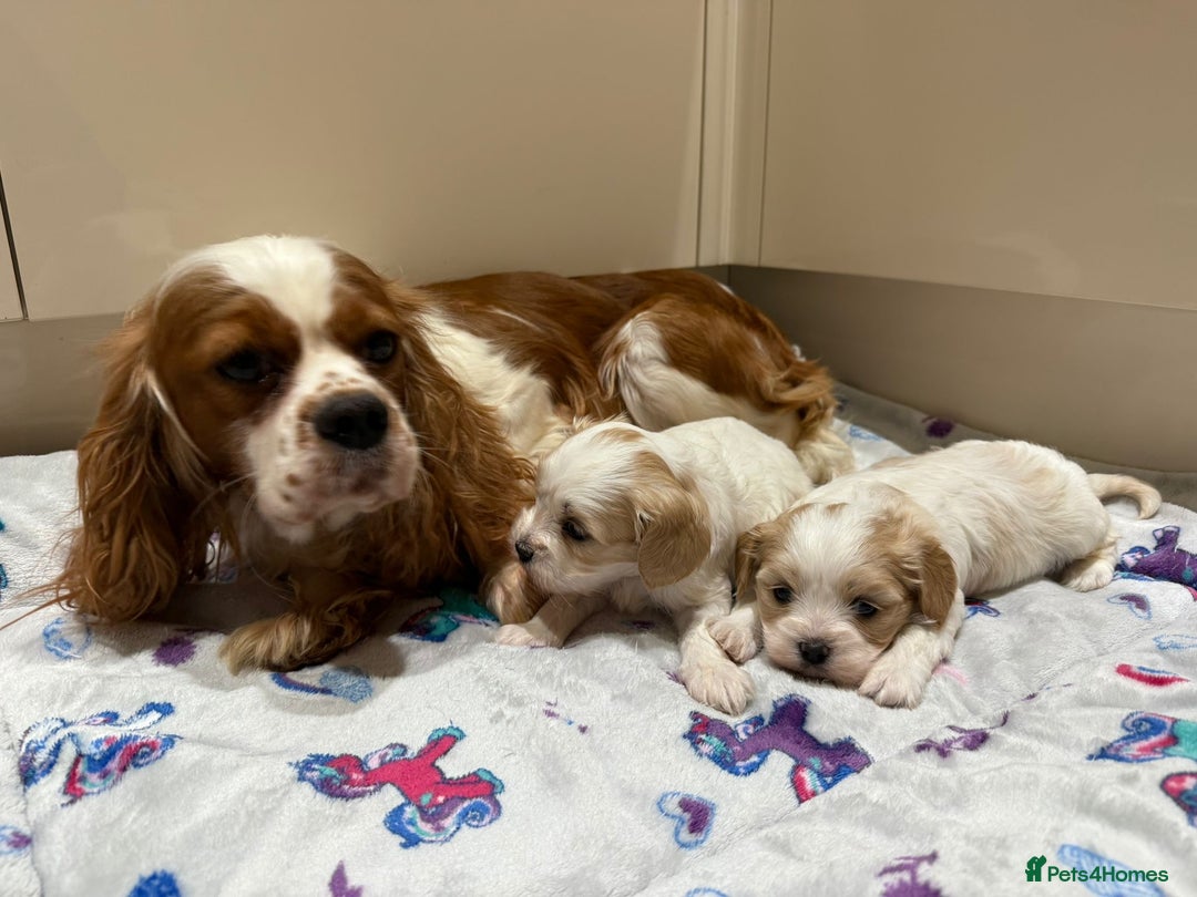 Cavalier King Charles Spaniel dogs for sale: Beautiful Cavalier Cross Maltese Puppies  - Advert 12