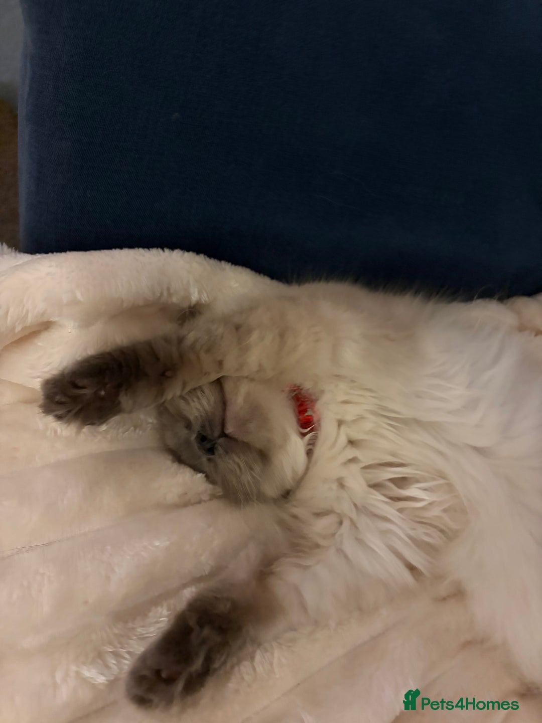 Ragdoll cats for sale: Ragdoll - Advert 2