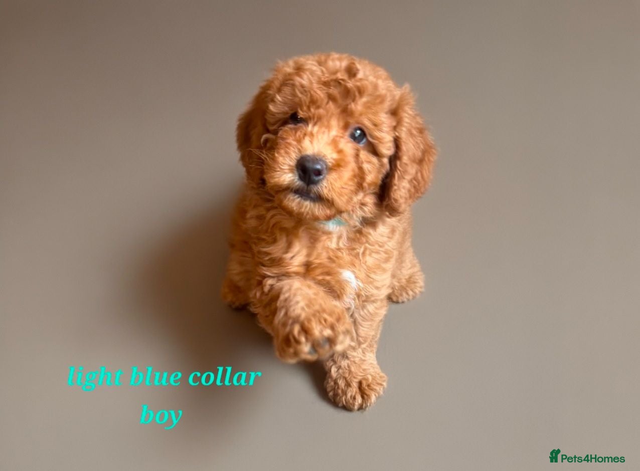 Cockapoo dogs Stunning Cockapoo Puppies - Advert 1