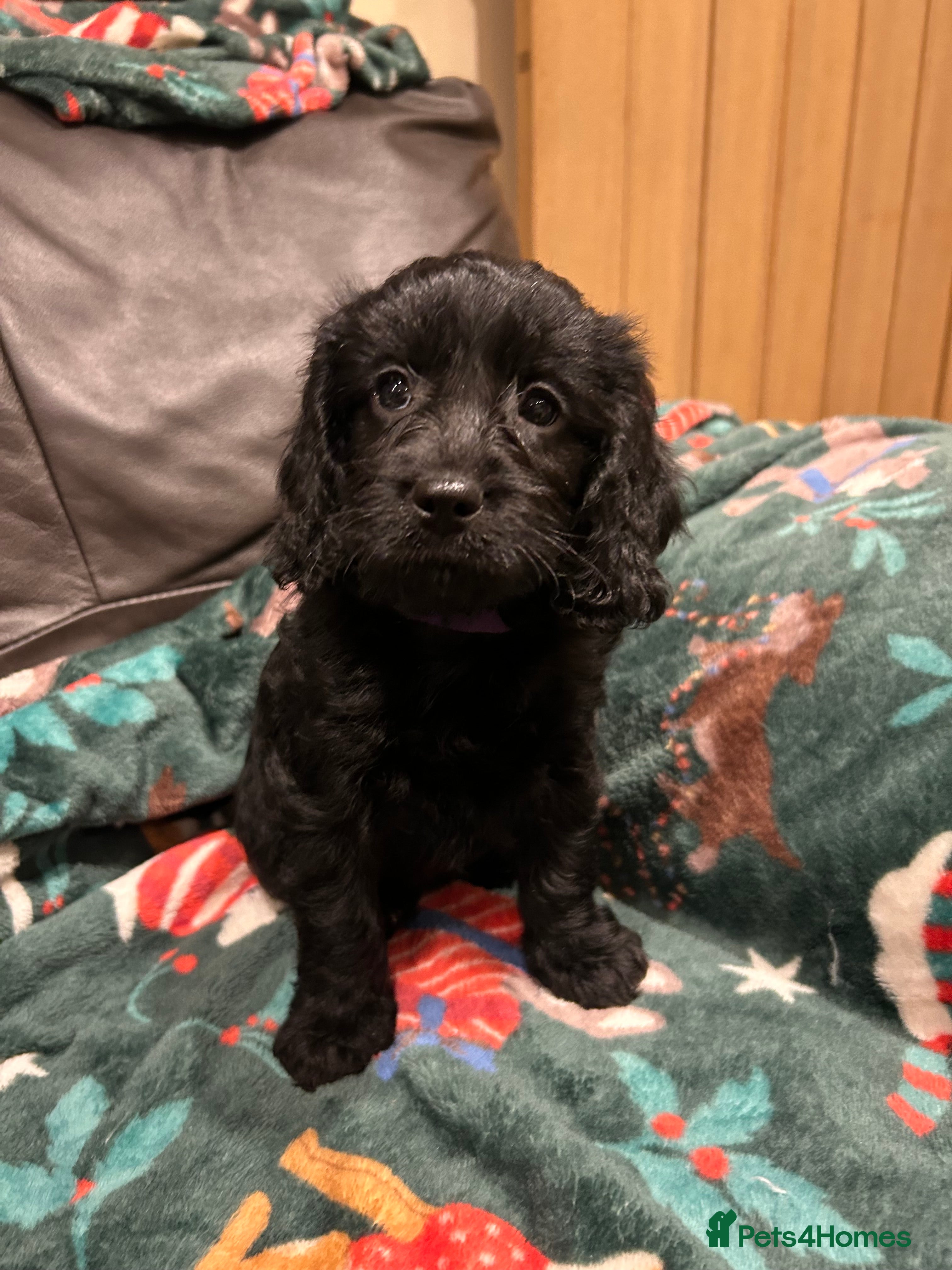 Cockapoo dogs Last female puppy ready now   - Advert 1